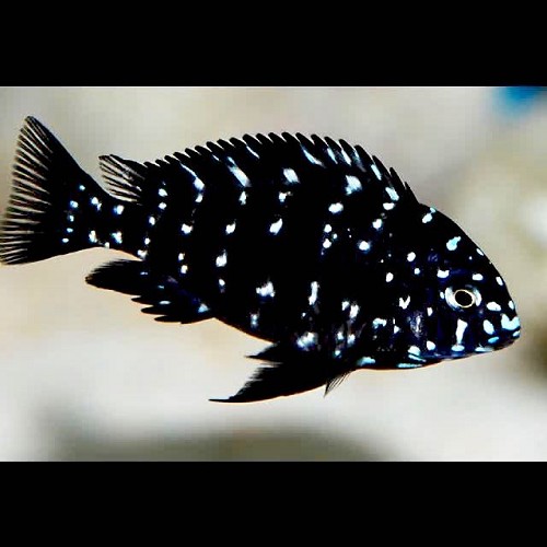 Weißpunkt-Buntbarsch